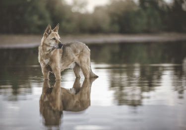 Chien de Canaan