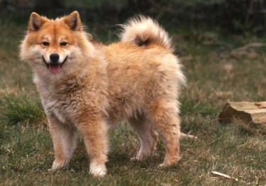 Chien Finnois de Laponie