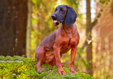 Chien rouge de Bavière