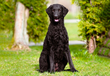 Curly Coated Retriever