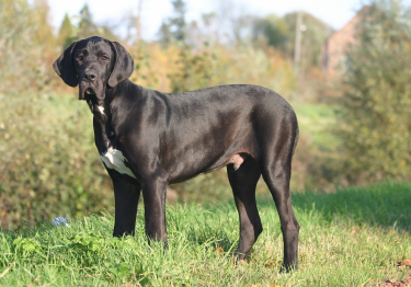 Dogue Allemand