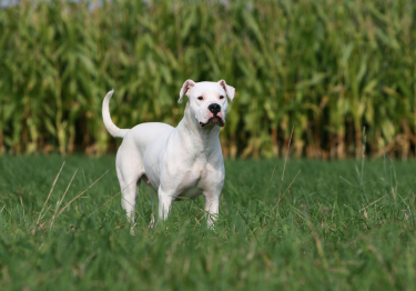 Dogue Argentin