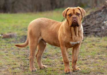 Dogue de Bordeaux