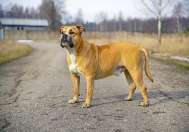 Dogue de Majorque