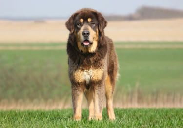 Dogue du Tibet