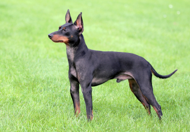 English Toy Terrier