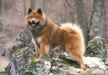 Eurasier