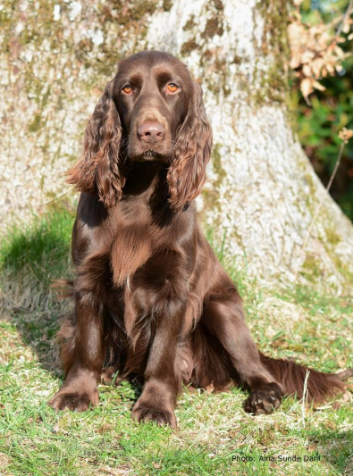 Field-Spaniel