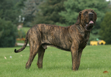 Fila Brasileiro