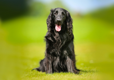 Flat-Coated Retriever