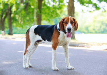 Foxhound américain