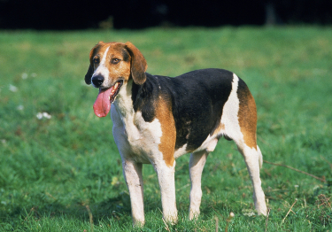 Foxhound anglais