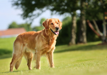 Golden Retriever