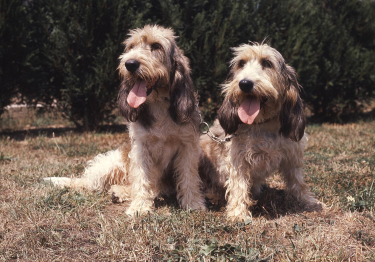 Grand Basset Griffon vendéen