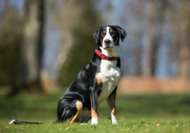 Grand Bouvier Suisse