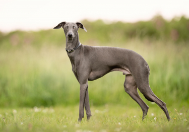 Greyhound