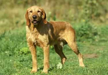 Griffon fauve de Bretagne