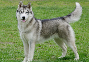 Husky Sibérien