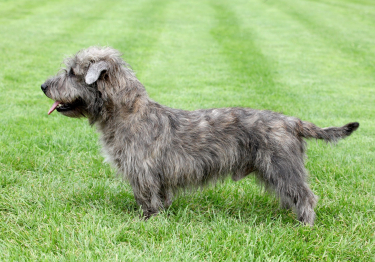 Irish Glen of Imaal Terrier