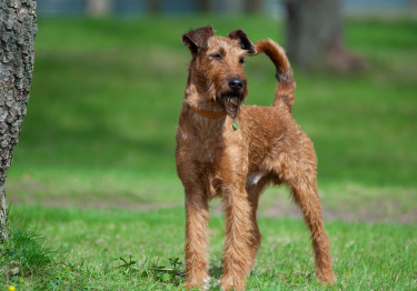 Irish Terrier