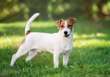 Jack Russell Terrier