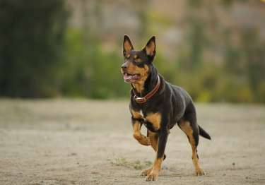 Kelpie