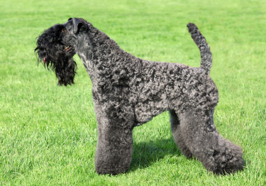 Kerry Blue Terrier