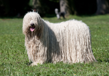 Komondor