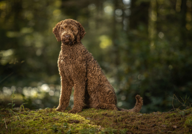 Labradoodle