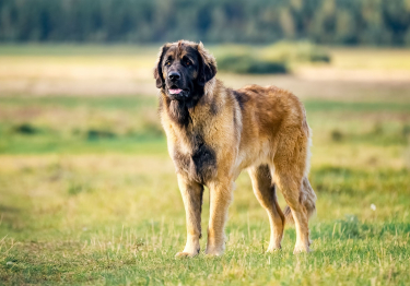 Leonberger