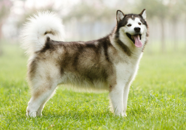 Malamute de l'Alaska