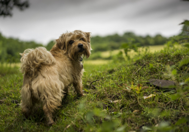 Norfolk Terrier