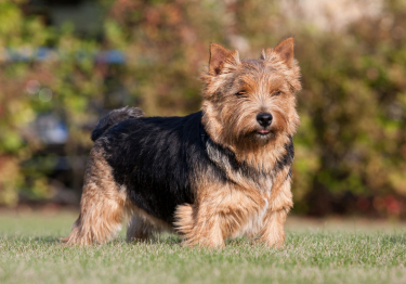 Norwich Terrier