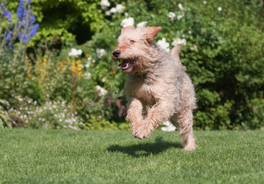 Otterhound