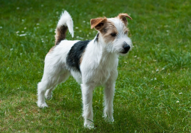 Parson Russell Terrier