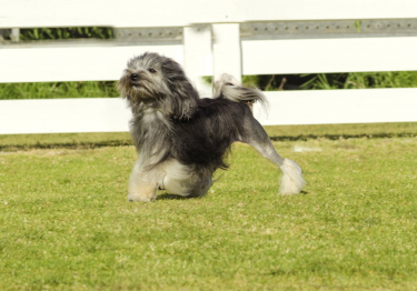 Petit Chien Lion