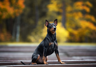 Pinscher