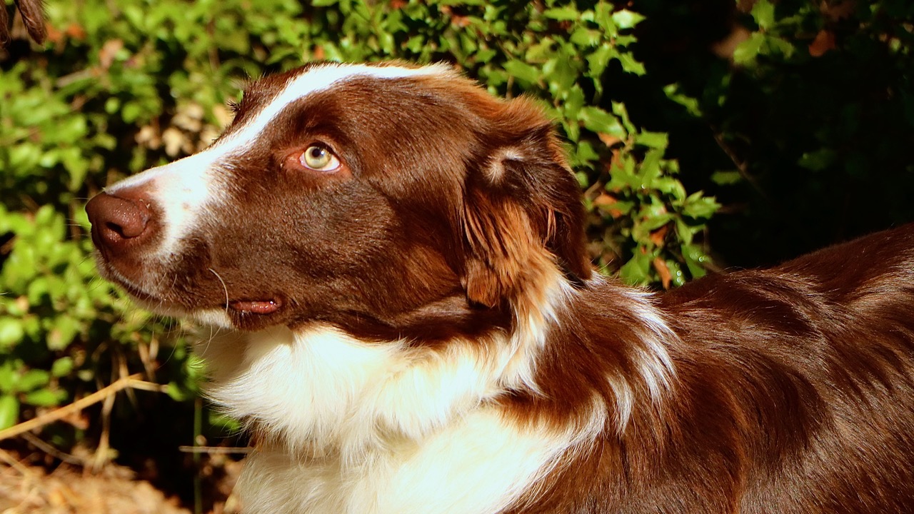 Loupi